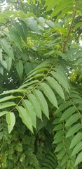Ailanthus altissima