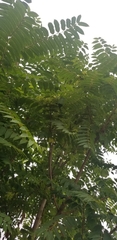 Ailanthus altissima