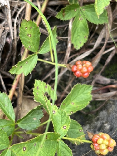 Image of Rubus heterophyllus by (c) harrier, some rights reserved (CC BY)