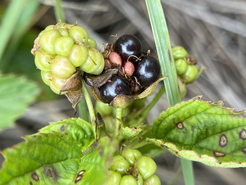 Image of Rubus heterophyllus by (c) harrier, some rights reserved (CC BY)