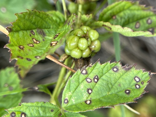 Image of Rubus heterophyllus by (c) harrier, some rights reserved (CC BY)