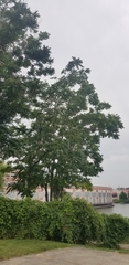 Ailanthus altissima