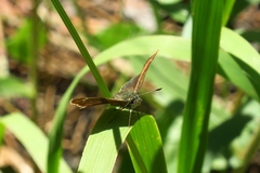 Piruna pirus