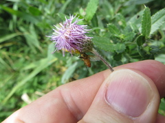 Leskia aurea