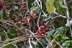 Paullinia sessiliflora