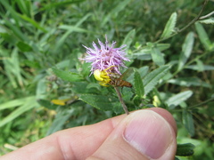 Leskia aurea