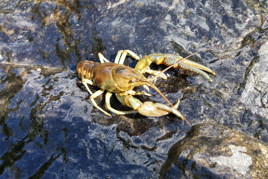 Rusty Crayfish
