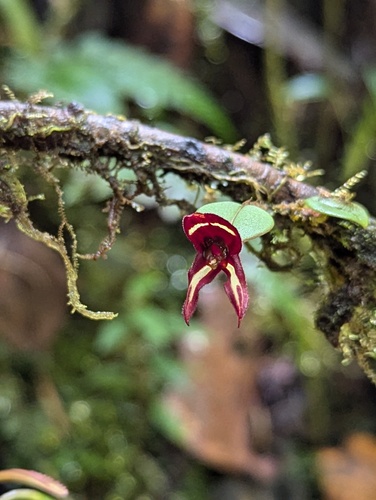 The Caruncle Bearing Lepanthes (Lepanthes carunculigera)