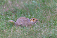 Spermophilus major