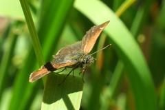 Piruna pirus