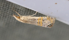 Crambidae