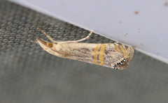 Crambidae