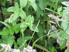 Merodon constans