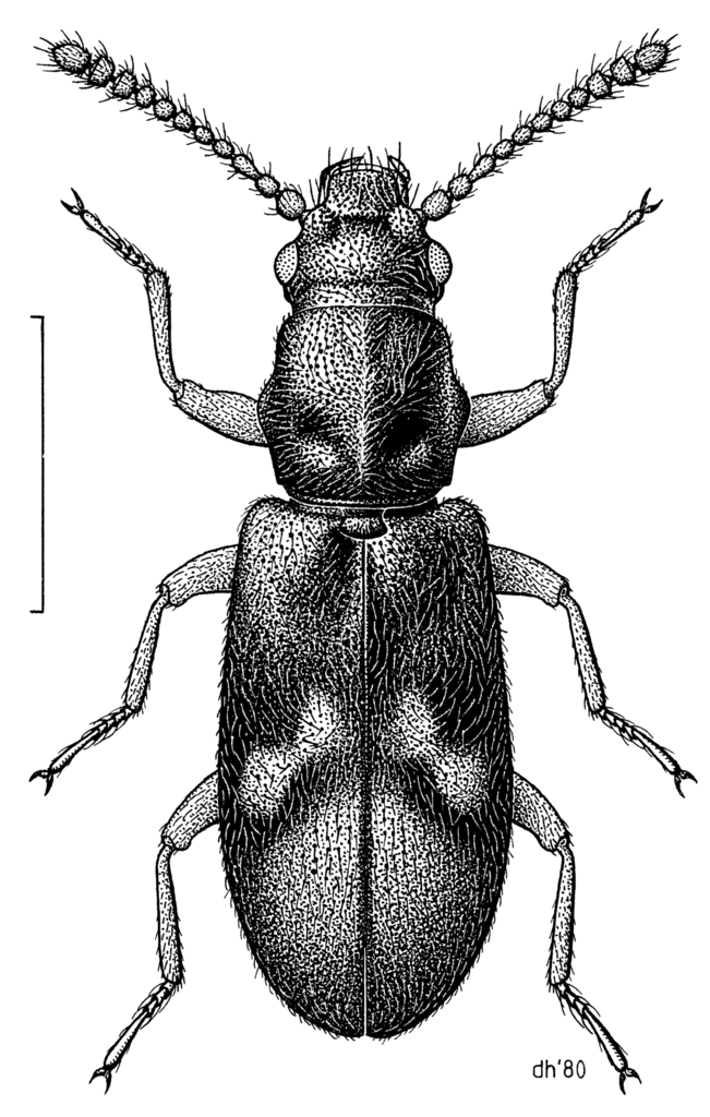Agapytho