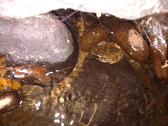 Limnonectes kuhlii