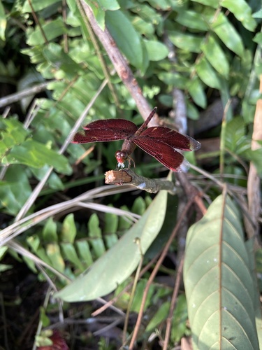 Neurothemis fluctuans