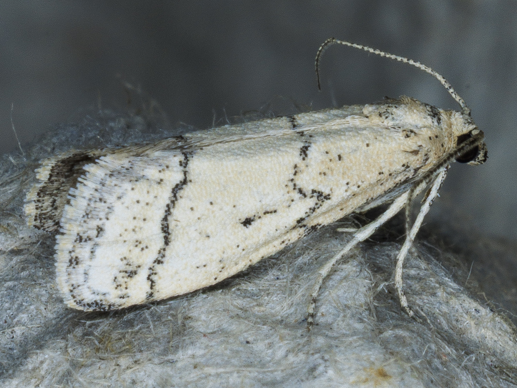 Cacotherapia lecerfialis