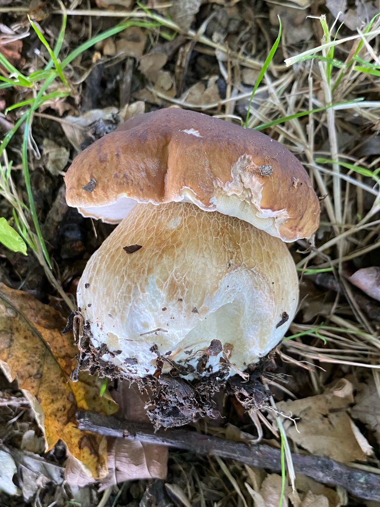 Boletus edulis · March 2025 · photo: © crellow (iNaturalist, cc0)