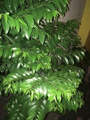 Diospyros kotoensis