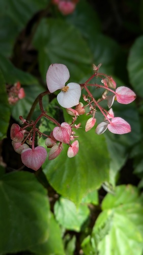 Begonia urophylla