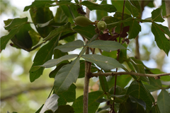 Paullinia sessiliflora