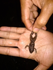 Limnonectes macrodon