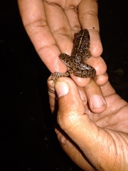 Limnonectes macrodon