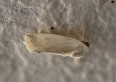 Acontiini