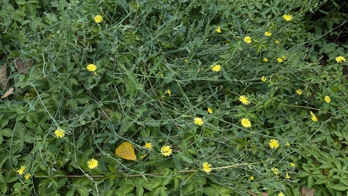 creeping launea (Launaea procumbens)