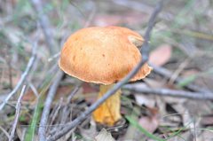 Austroboletus