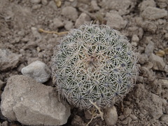 Coryphantha compacta
