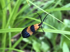 Calopteron terminale