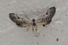 Lepidoptera