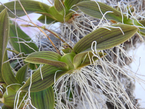 Image of Erycina Echinata (Erycina echinata) by no rights reserved