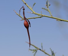 Parkinsonia microphylla