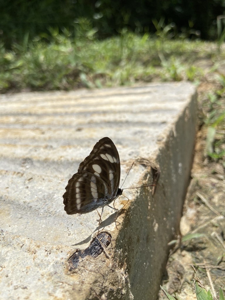 Parathyma nefte (Parathyma nefte)