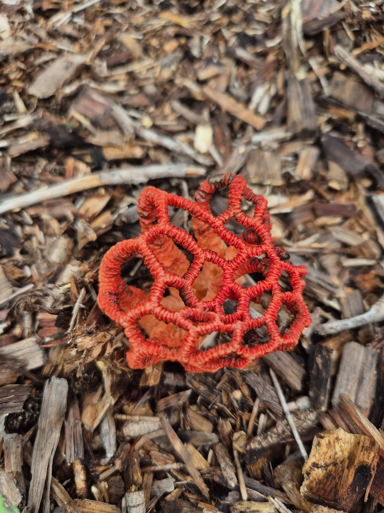 Colus pusillus · March 2025 · photo: © olliesaurus (iNaturalist, CC)