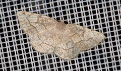 Stegania trimaculata