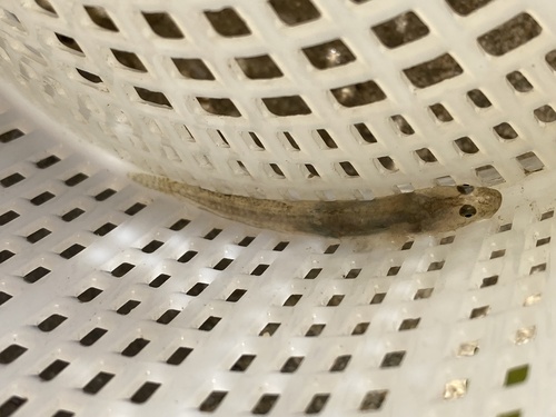 Arrow goby (Clevelandia ios) — Gobiidae — 3