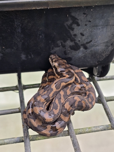 Coastal Carpet Python sighting