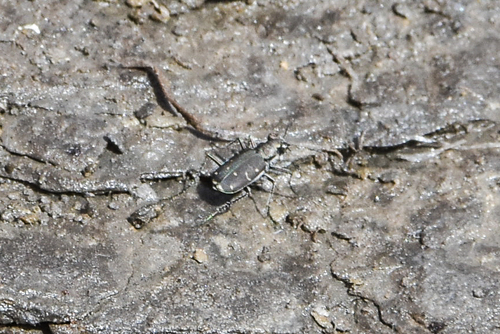 Twelve-spotted Tiger Beetle photo 3