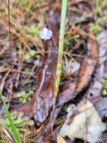 Image of Utricularia lateriflora by no rights reserved
