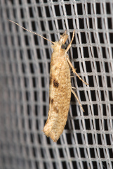 Ypsolopha alpella