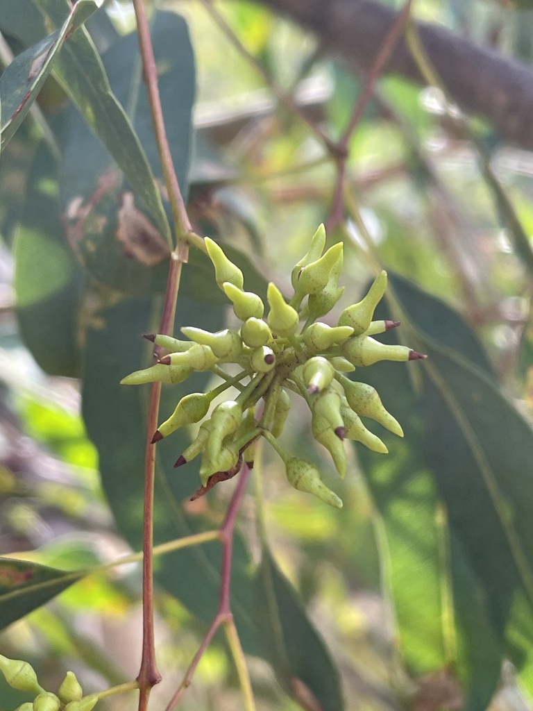 Eucalyptus camaldulensis, Heatherton Rd, Dandenong, VIC, AU