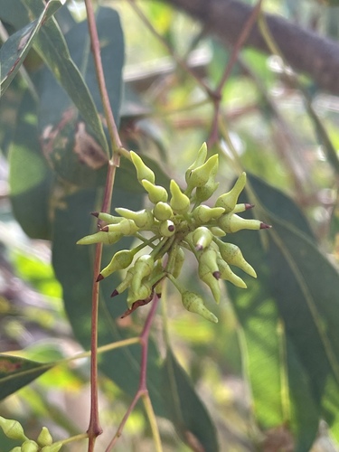 river redgum (Eucalyptus camaldulensis)