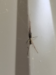 Tetragnatha elongata