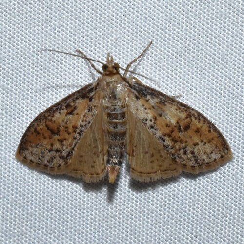 Palpita aenescentalis