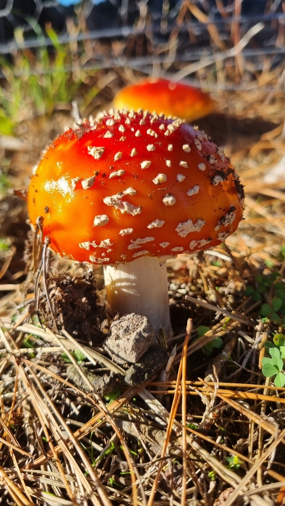 Amanita muscaria · March 2025 · photo: © hominoidcreamhorn (iNaturalist, cc-by)