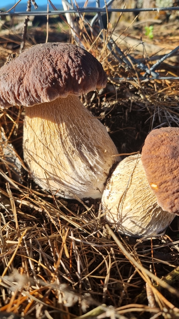 Boletus edulis · March 2025 · photo: © hominoidcreamhorn (iNaturalist, cc-by)