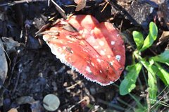 Russula persanguinea
